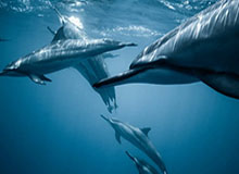 b体育官方下载-缺哈兰德多特进攻便秘 维特塞尔弑旧主保小组第一